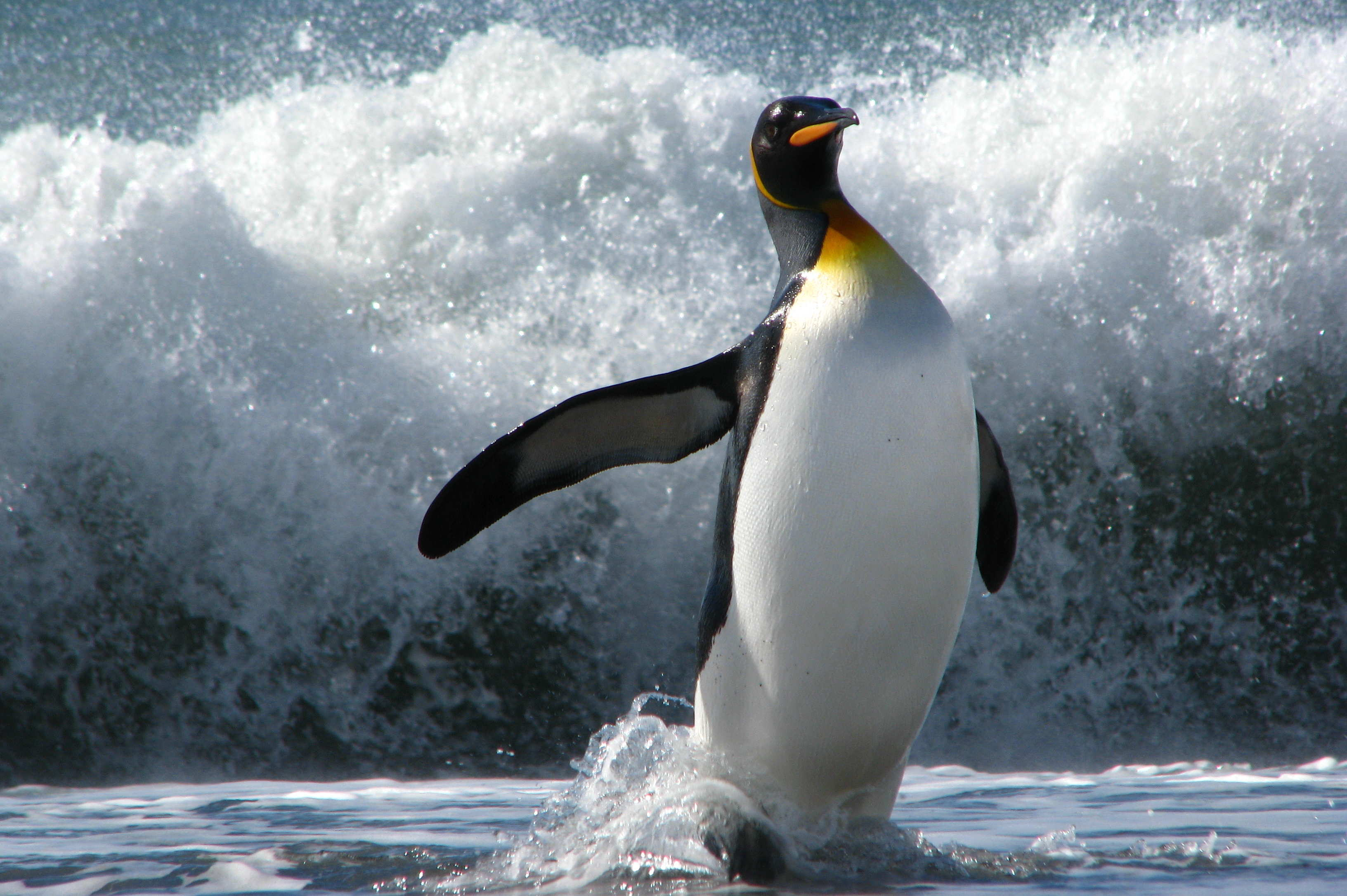 Пингвины скачать бесплатно mp3